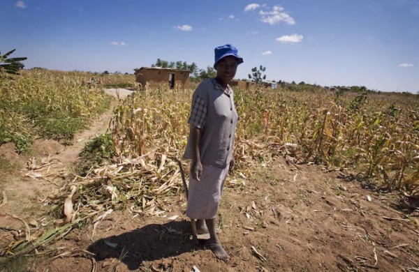 A woman stands in her crop of maize that grows around her home in Harare, Zimbabwe, in 2009. (Photo credit: Kate Holt/AusAID)