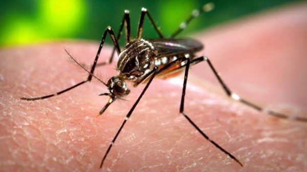 The aedes mosquito. (Photo credit: Rafaelgilo/Wikimedia Commons)